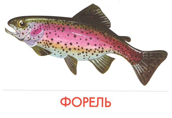 карточки рыбы   карточки рыбы 