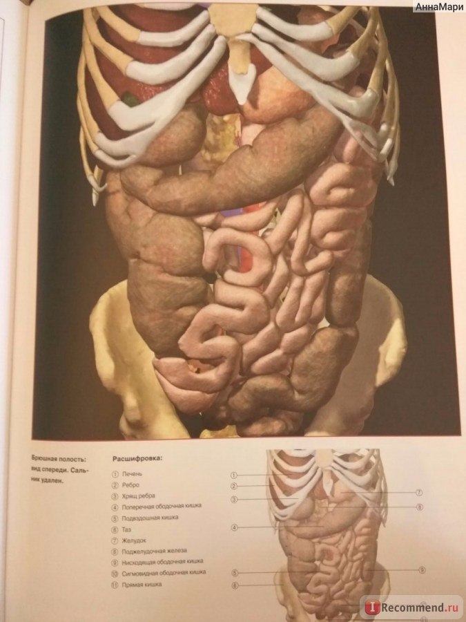  анатомия человека пособие органы 