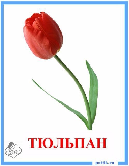  картинка цветы розы ромашки тюльпан