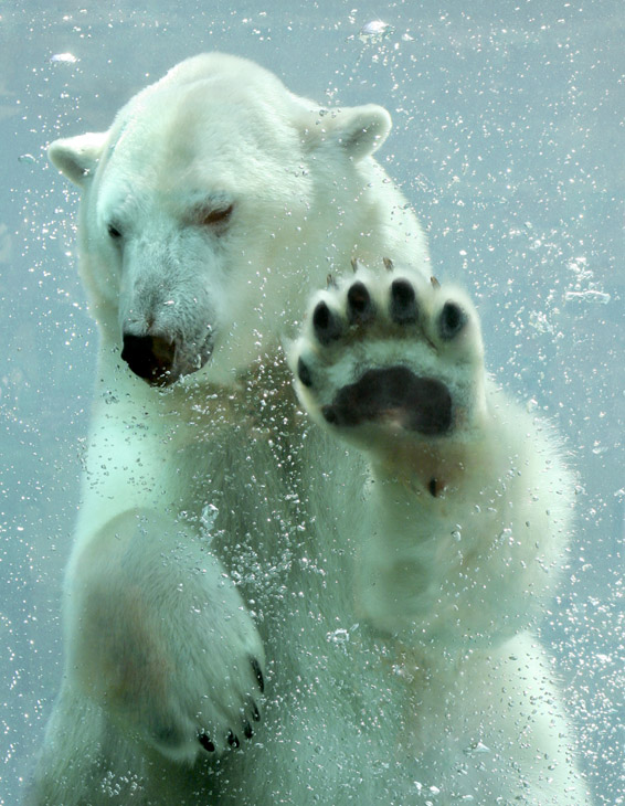  пособие биология животные белый медведь