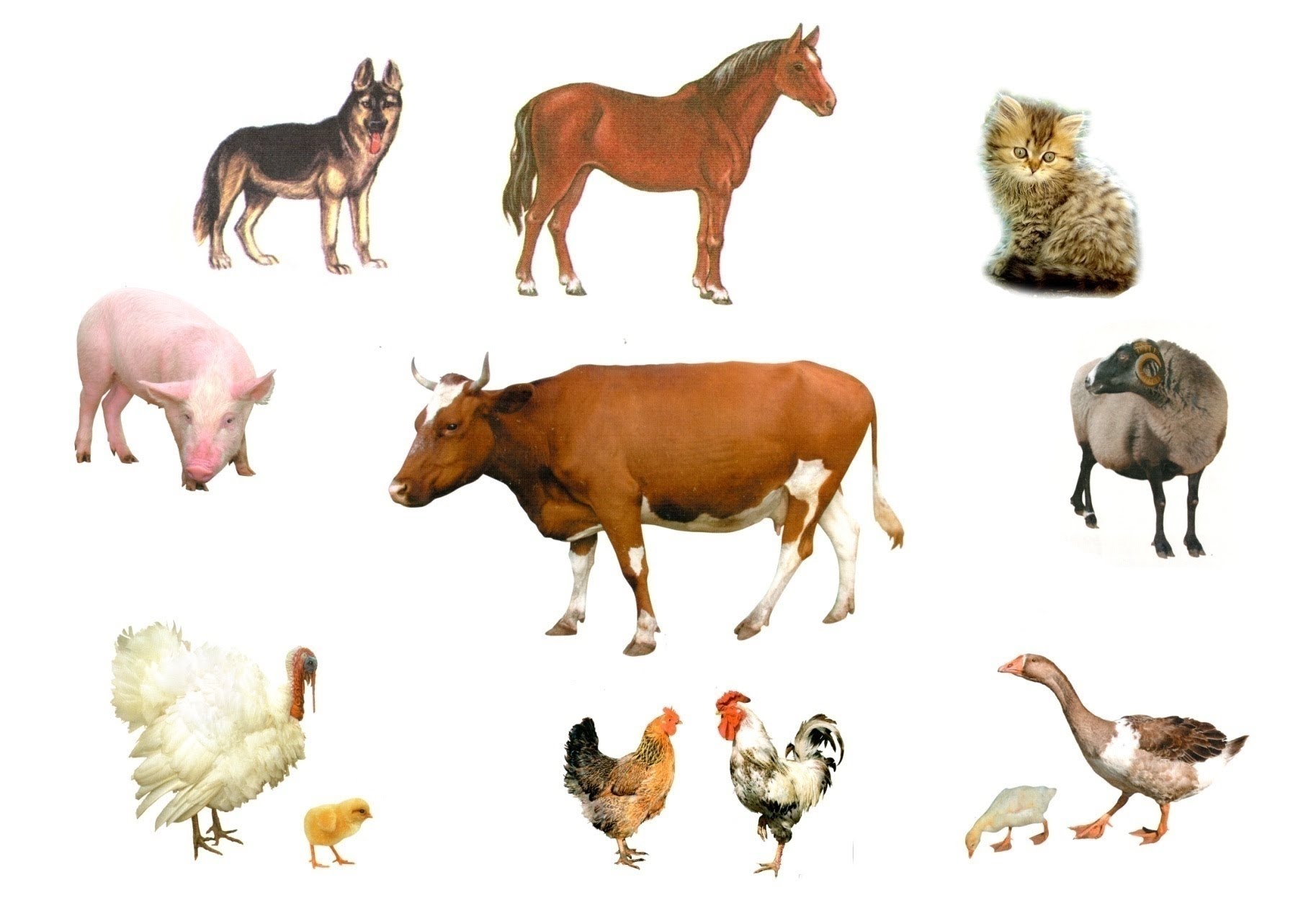 карточки домашних животных  карточки домашних животных