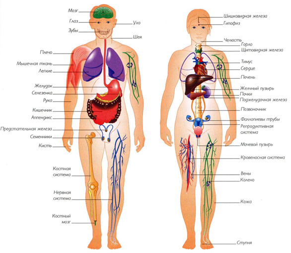 Анатомия человека органы в картинках