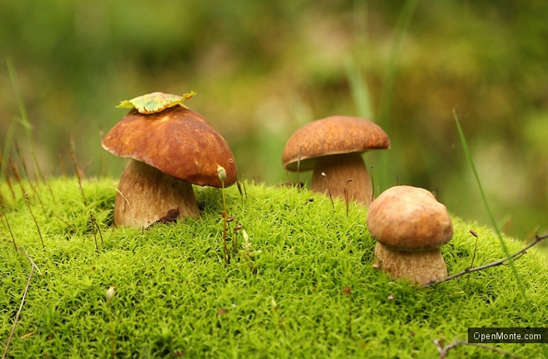 грибы шапеньены разные виды грибов в лесу грибы  грибы шапеньены разные виды грибов в лесу грибы