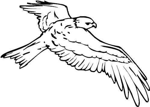 Раскраски диких птиц жаворонки лебеди цапли жар-птица  Раскраски дикие птицы  