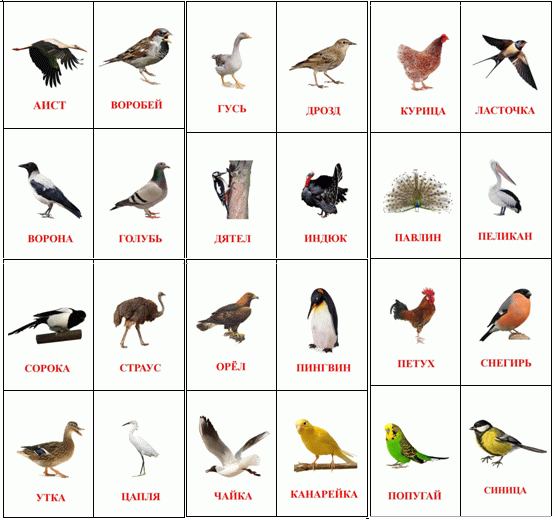  карточка диких птиц 