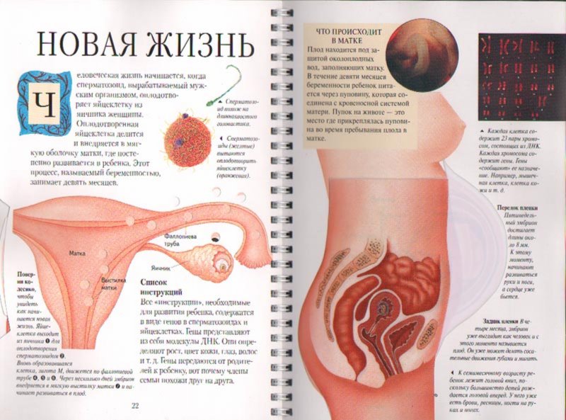 анатомия человека пособие органы   анатомия человека пособие органы 