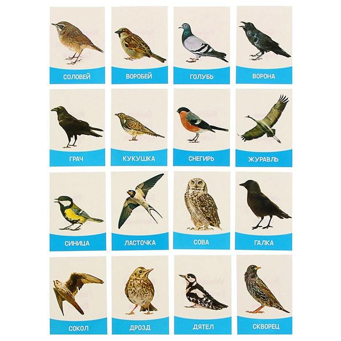  карточка диких птиц 
