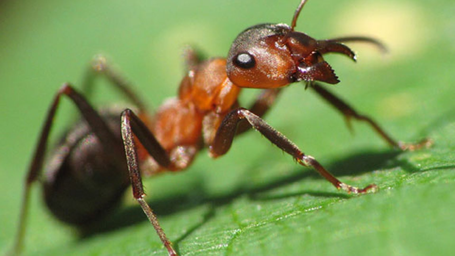 Насекомые биология бабочки муравьи божие коровки  Насекомые биология 