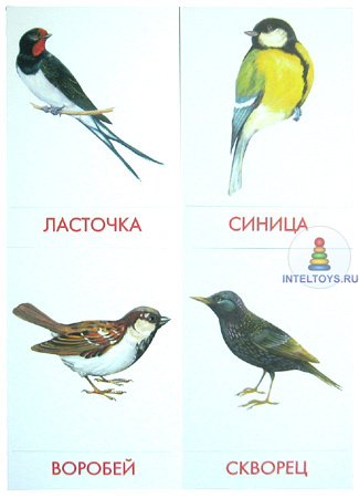  карточки домашние птицы курицы утки