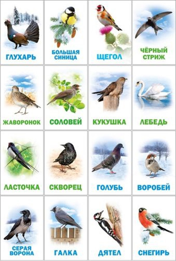 карточки дикие птицы