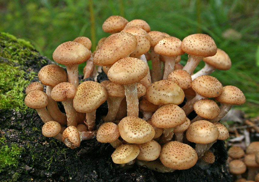  грибы шапеньены разные виды грибов в лесу грибы