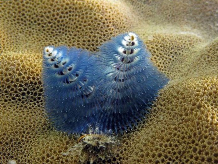 биология морские обитатели  биология морские обитатели