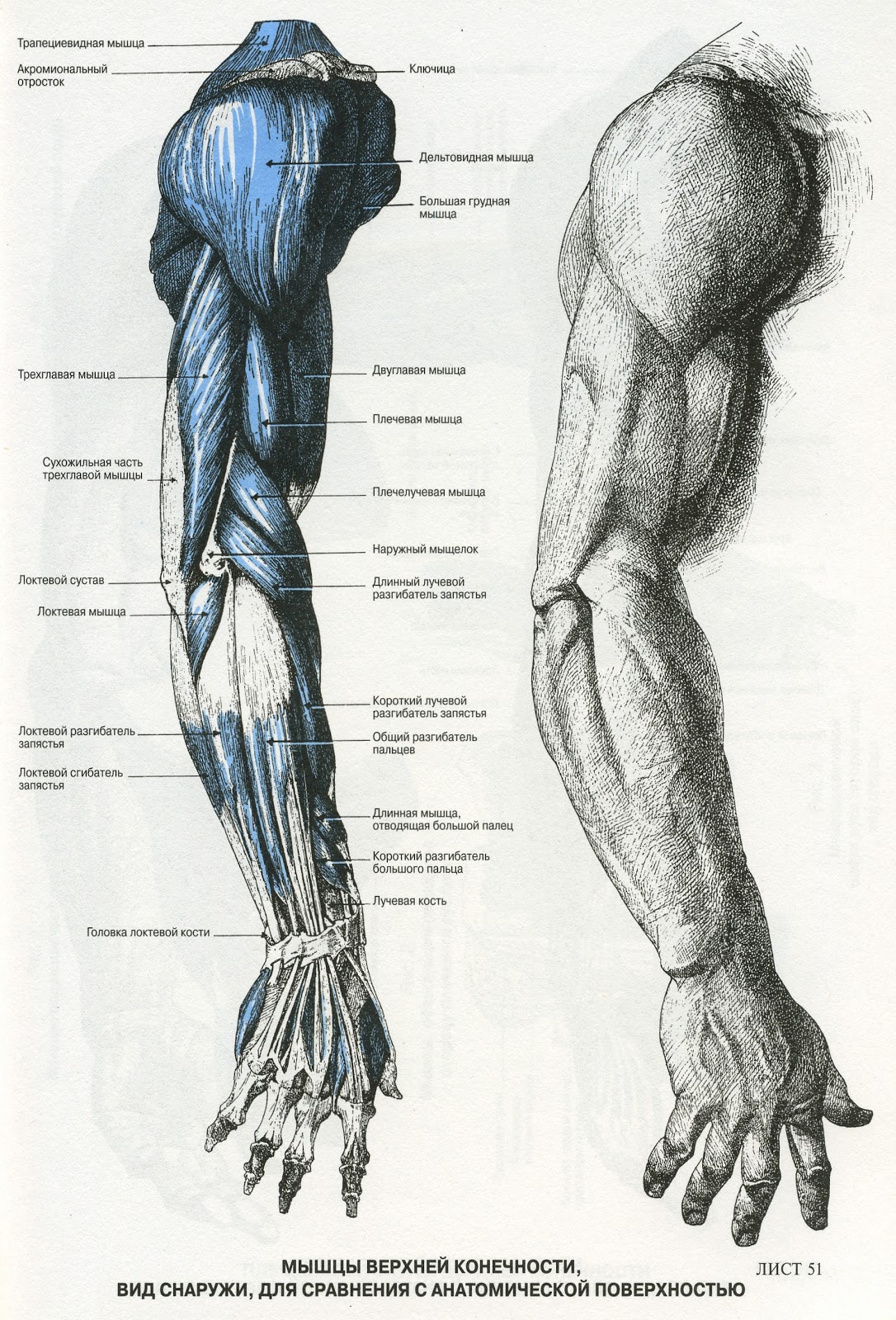  анатомия человека пособие органы  рука