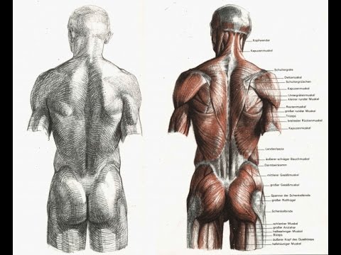  анатомия человека пособие органы 