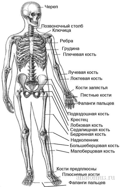 анатомия человека пособие органы   анатомия человека пособие органы 