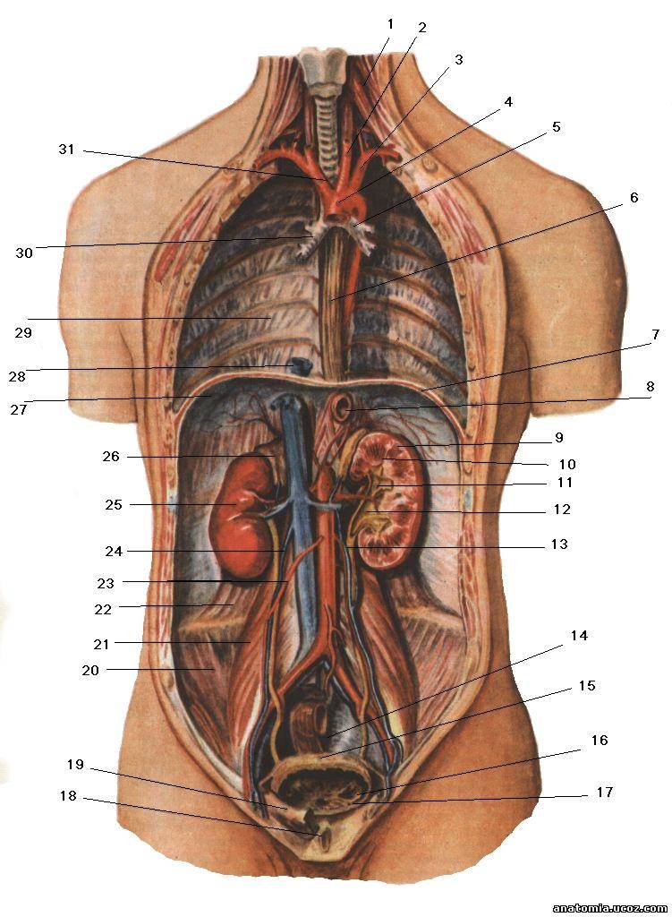  анатомия человека пособие органы 