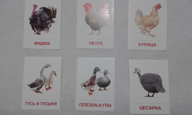 карточки домашние птицы курицы утки  карточки домашние птицы курицы утки