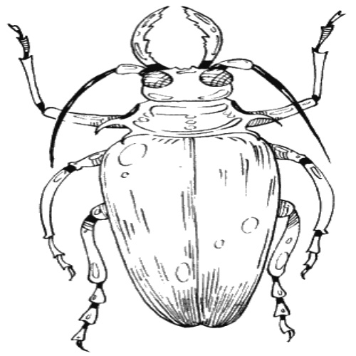 Раскраски жуки жучки жук  Раскраски жуки жучки жук