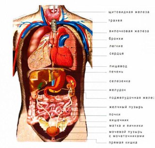  анатомия человека пособие органы 