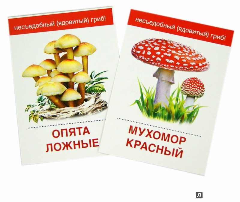 карточки грибы шампиньены пособия разных грибов  карточки грибы шампиньены пособия разных грибов