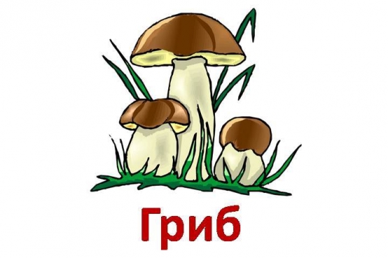  карточки грибы шампиньены пособия разных грибов