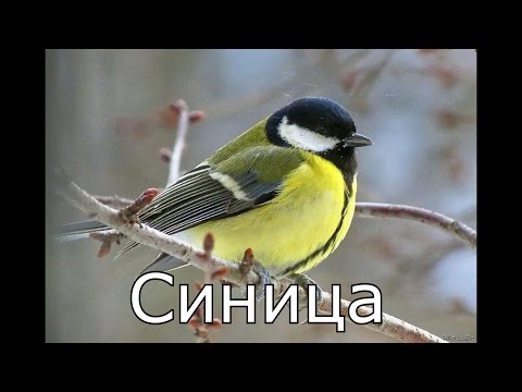  карточка диких птиц 