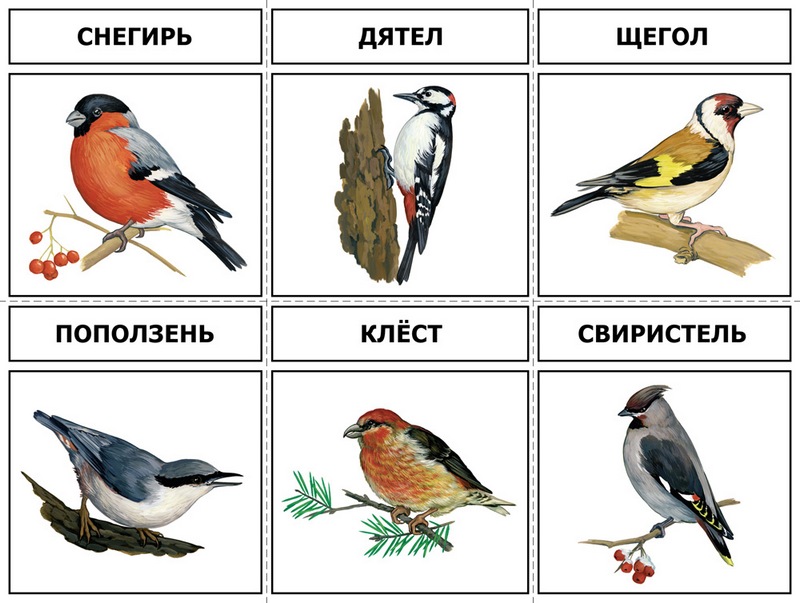 карточка диких птиц   карточка диких птиц 