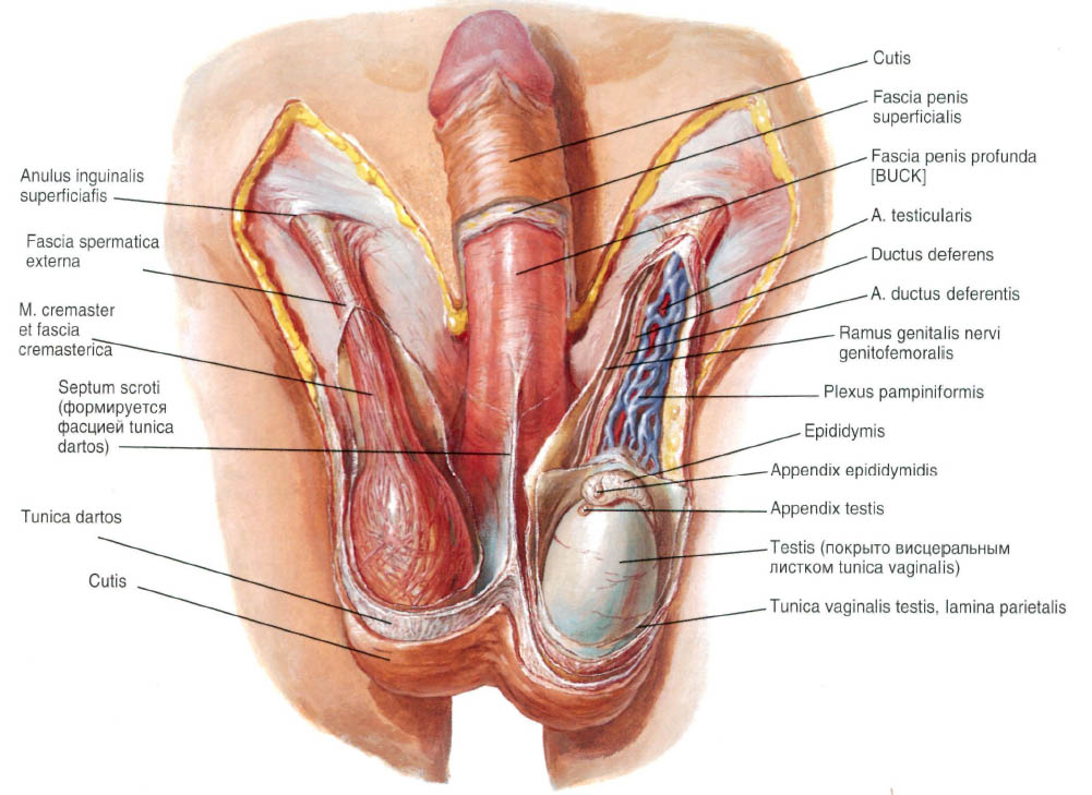 анатомия человека пособие органы   анатомия человека пособие органы половой органы мужчины