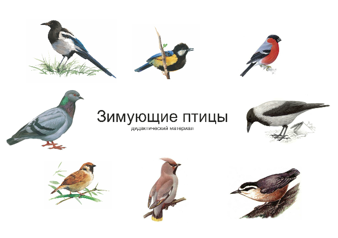карточка диких птиц   карточка диких птиц 
