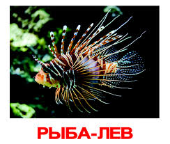 картинки рыб  рыбы   картинки рыб  рыбы 