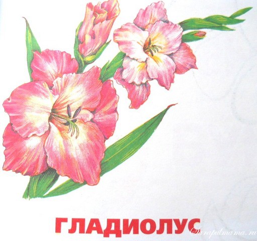  картинка цветы розы ромашки
