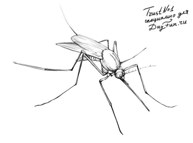 Раскраски комариков комары комар  Раскраски комариков комары комар