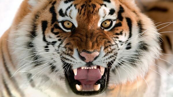  пособие биология животные тигр