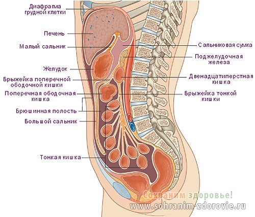  анатомия человека пособие органы 