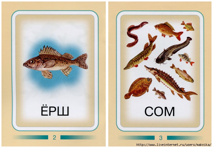 карточки рыбы   карточки рыбы 