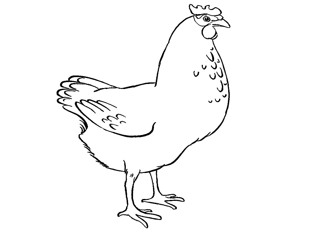 Раскраски домашних птиц утоки курицы гуси индюки  Раскраски домашних птиц утоки курицы гуси индюки