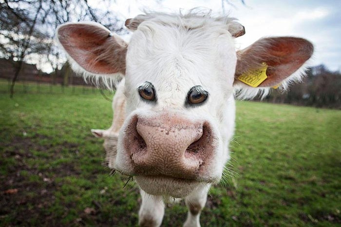  пособие биология животные корова