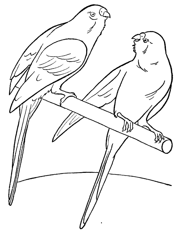  Раскраски домашние птицы куры утки петухи