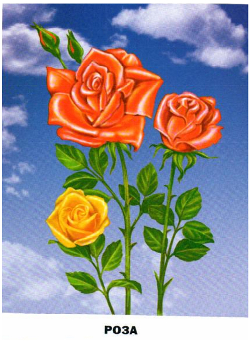  картинка цветы розы ромашки роза