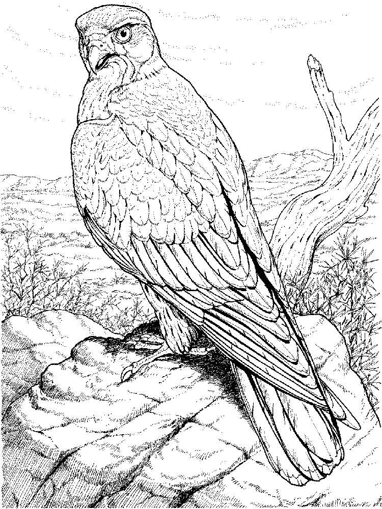 Раскраски орлы летающий орел   большой орел  Раскраски орлы летающий орел   большой орел
