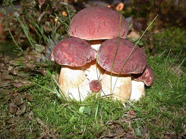 грибы шапеньены разные виды грибов в лесу грибы  грибы шапеньены разные виды грибов в лесу грибы
