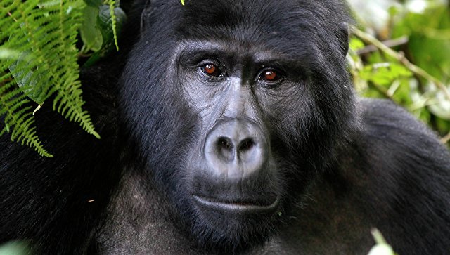 пособие биология животные   пособие биология животные горилла