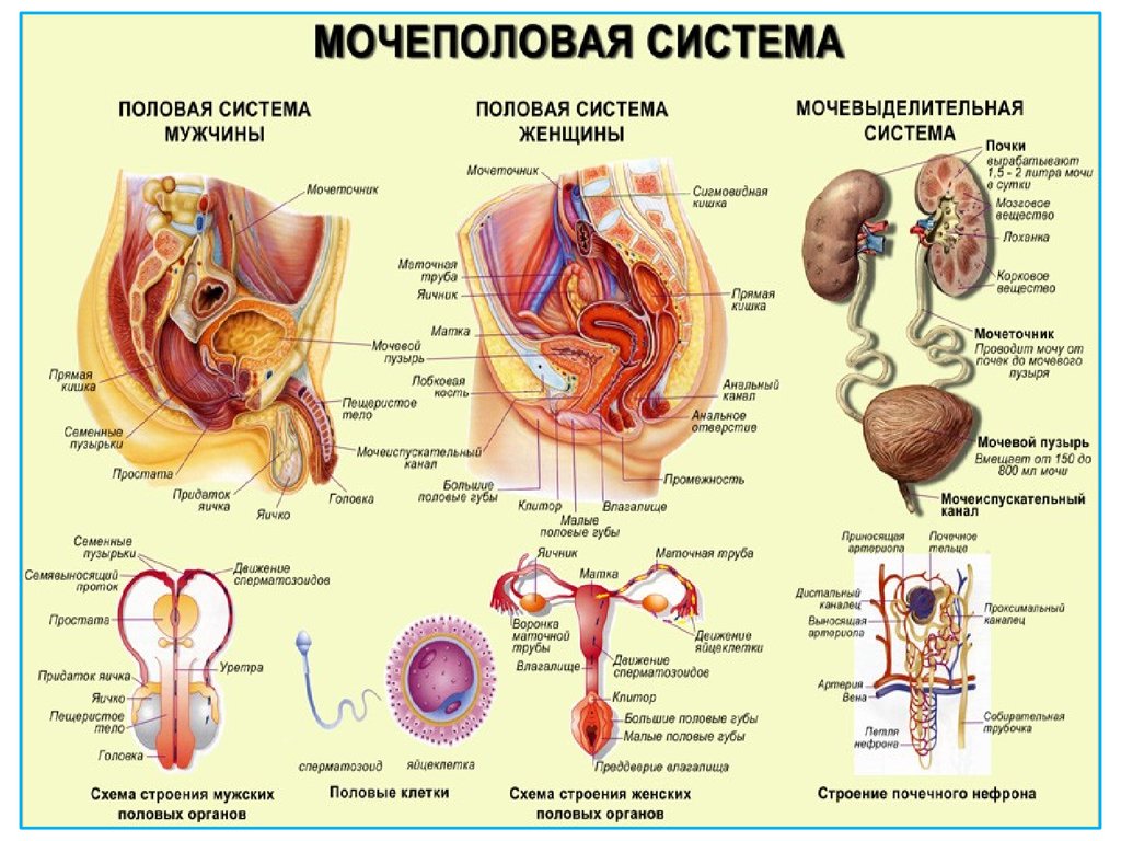 анатомия человека пособие органы   анатомия человека пособие органы 