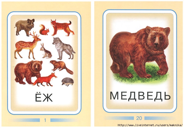 карточки диких животных  карточки диких животных