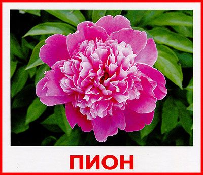  картинка цветы розы ромашки пион