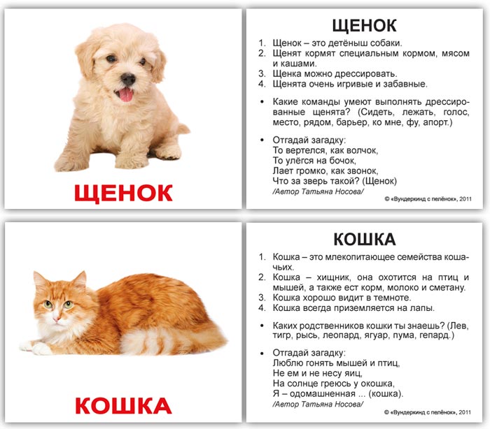  карточки домашних животных