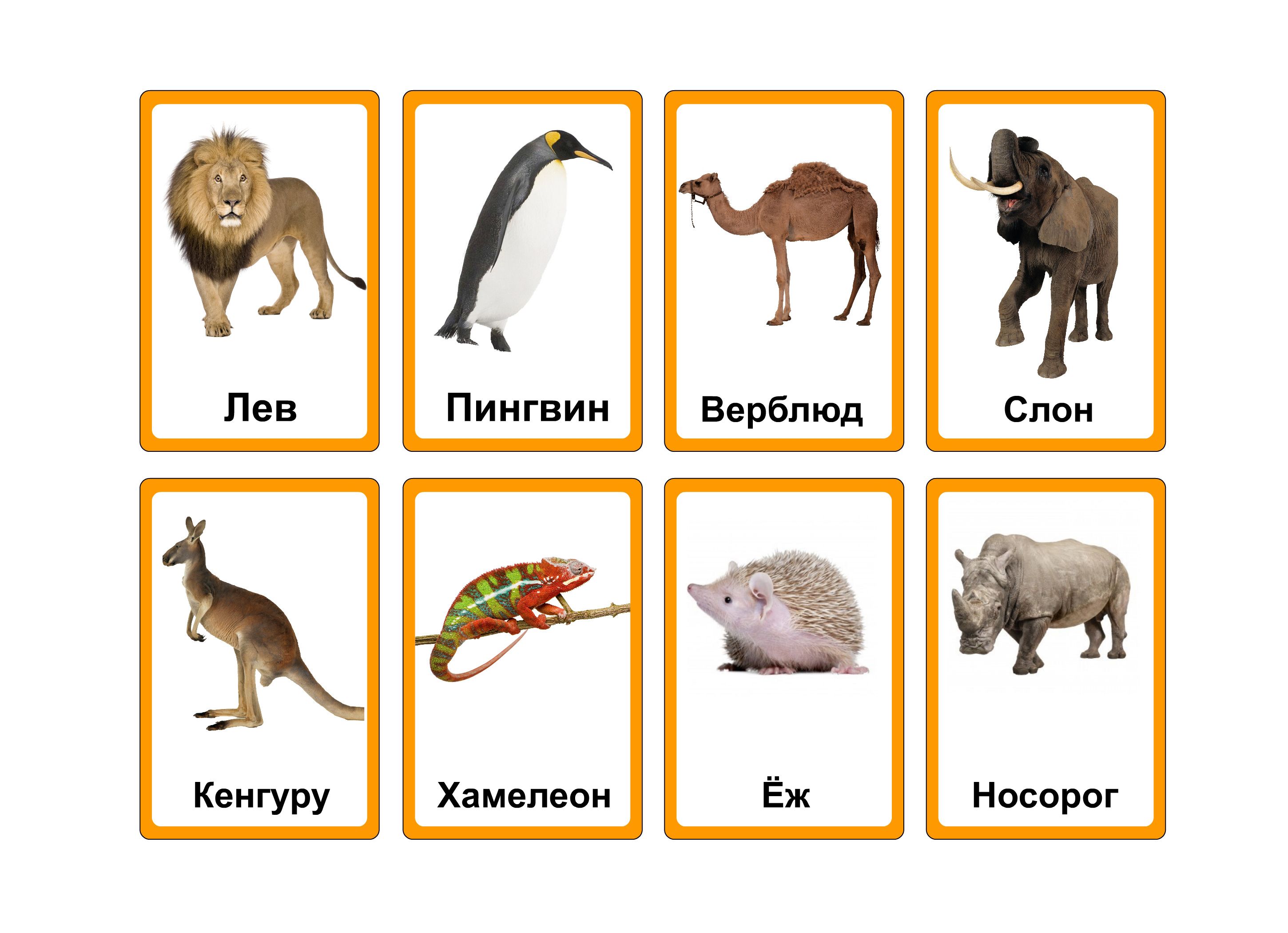 карточки диких животных  карточки диких животных