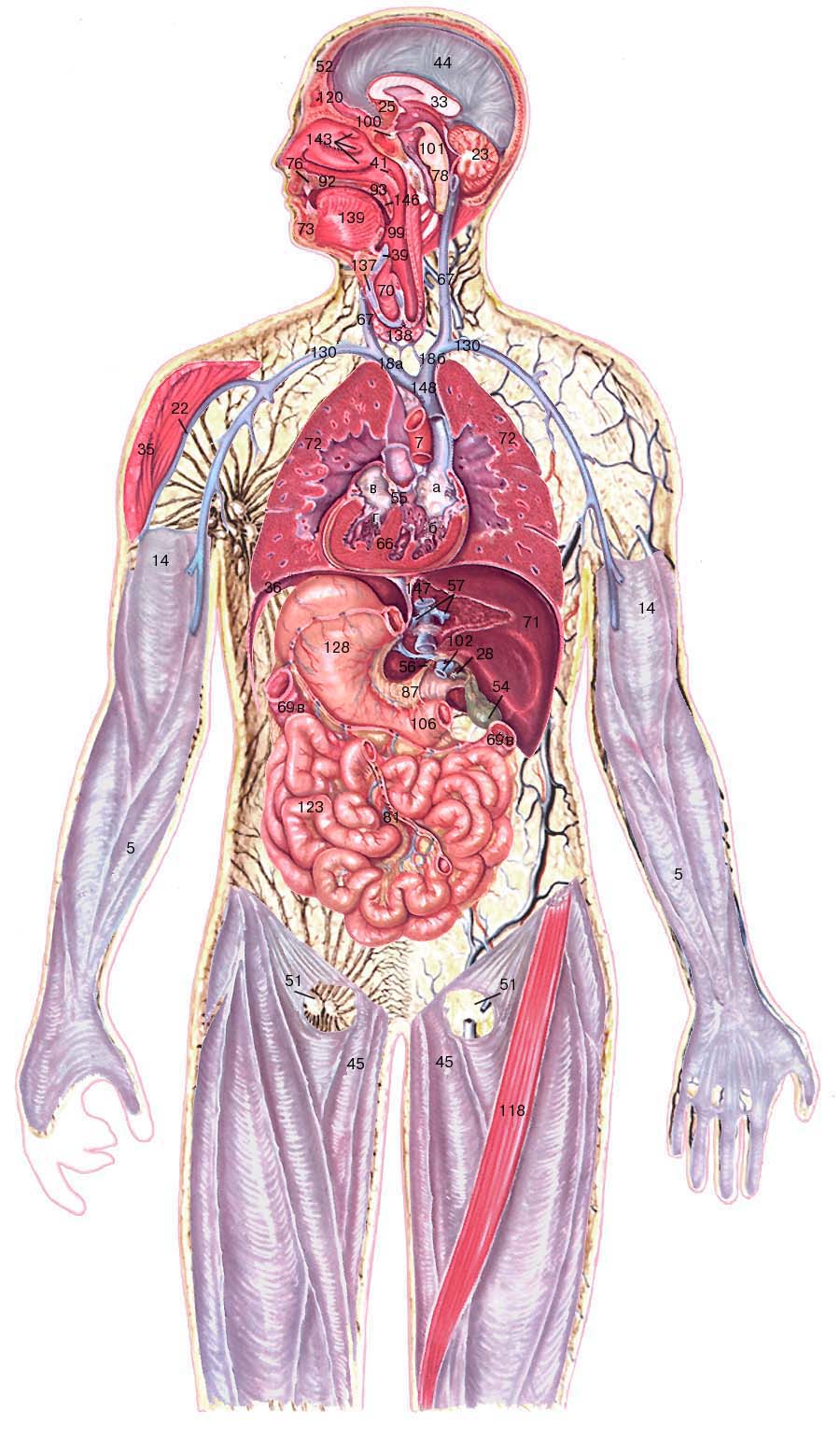 Расположение органов человека со спины фото