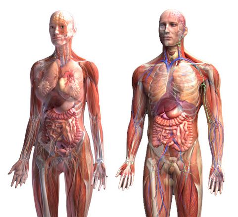 анатомия человека пособие органы   анатомия человека пособие органы 
