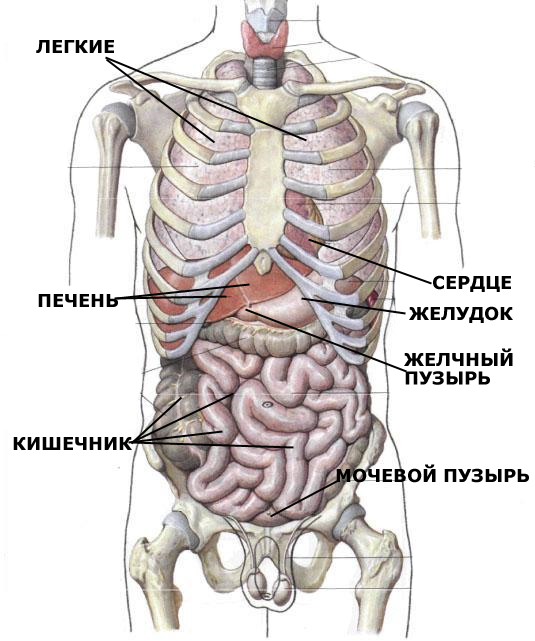 анатомия человека пособие органы   анатомия человека пособие органы желудок